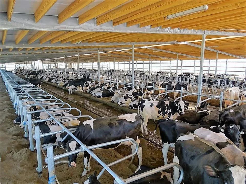 Interior of a dairy freestall barn with wood trusses, steel columns, and curtain-side walls